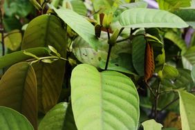 The Shorea macrophylla (Tengkawang) tree is highly desired for its oil-bearing seed. Photo: Bioversity/Rizky A
