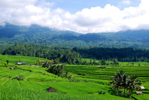 Terraced rice fields with forests in the distance, Bali, Indonesia. Daniel Murdiyarso/CIFOR photo