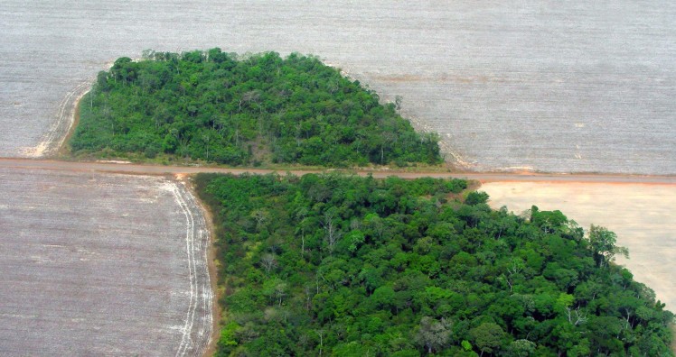 Turning down subsidies for deforestation commodities to advance REDD+ and stop deforestation