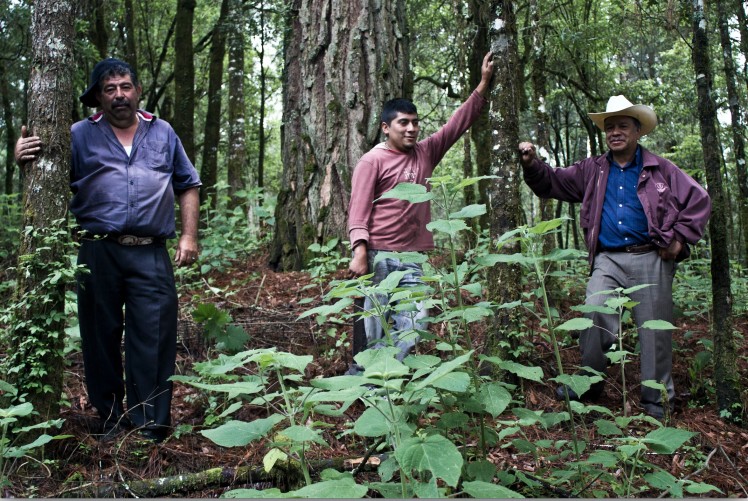 Ejidos and communities, the landholders in Mexico, conserve the natural resources to stop deforestation and forest degradation.  Photo credit: Eugenio Fernández Vázquez.