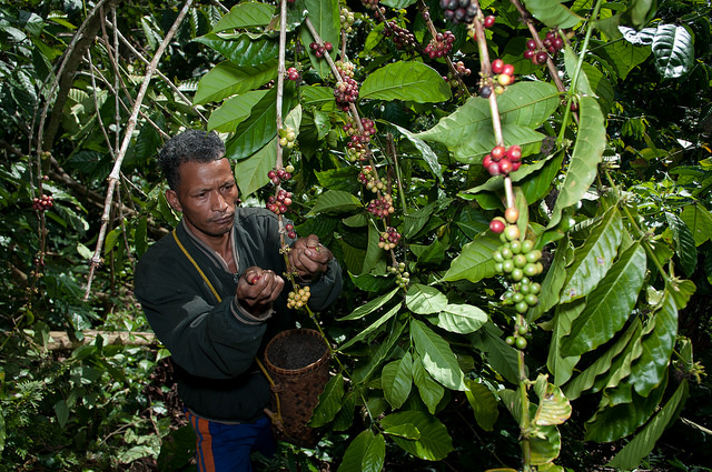 Photo: Aulia Erlangga/CIFOR