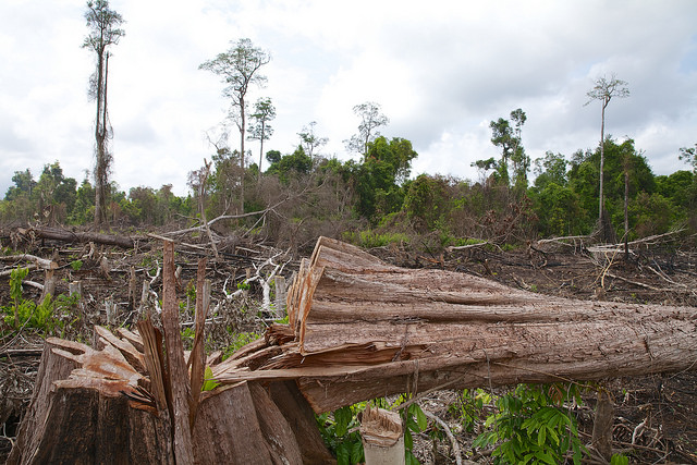 Photo: Nanang Sujana/CIFOR