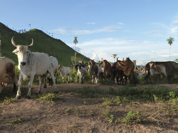 Cattle ranching in São Félix do Xingu, in the Brazilian Amazon. Photo: Peter Ellis/TNC