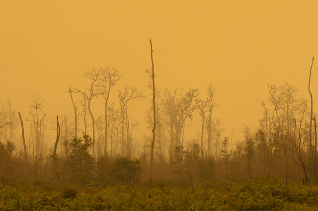 The sky becomes a yellowish hue due to the thick smoke of peat land fires. in Palangka Raya 2015, Central Kalimantan. Photo: Aulia Erlangga/CIFOR