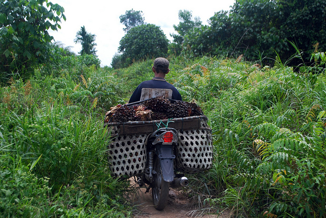 A villager transports oil palm fruits from the plantation, Jambi - Indonesia,. Photo: Iddy Farmer/CIFOR