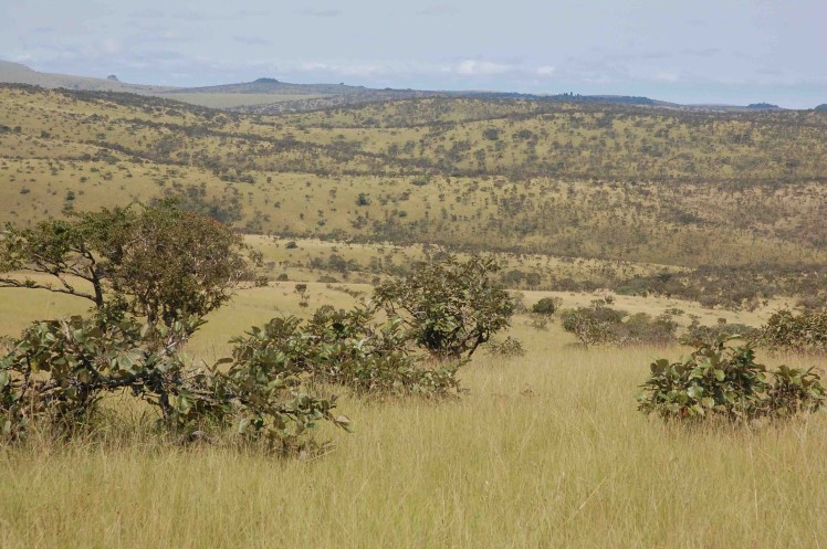 Ancient savanna of Gabon’s Bateke Plateaux. Photo:Gretchen Walters/IUCN  