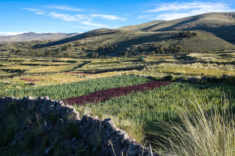 A quinoa aynoka with several native quinoa varieties in the Juli district near Lake Titicaca. Alexander Wankel / Pachakuti Foods.