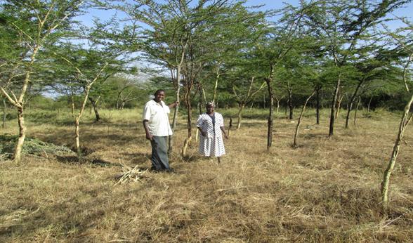 Jonathan and FMNR extension on his farm, after harvesting grass.