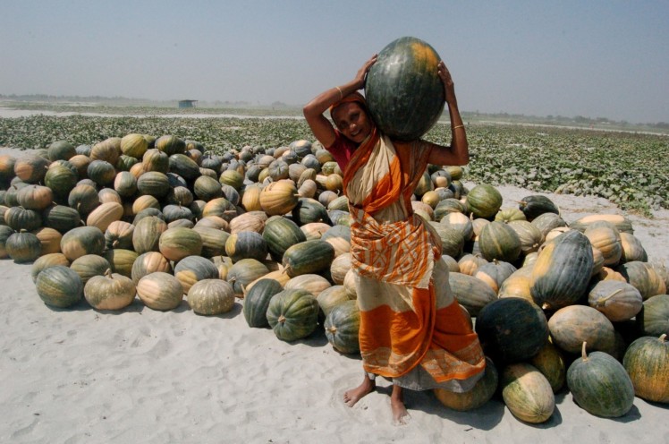 Over 50% of the beneficiaries of the Pathways from Poverty Project are women. This farmer is collecting her harvest of pumpkins from one of the transitional sandbars.