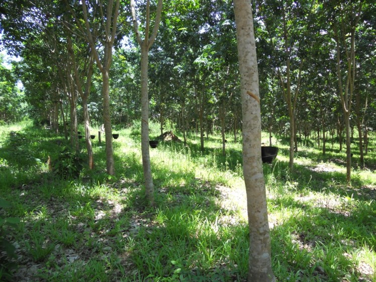 Rubber plantations increased household income and, in some cases, were used as a way to stop the company from taking land. When farmers mimicked the type of land use applied by the rubber company, the company then felt obligated to compensate for the land and the existing rubber investments. The district government would also prevent land concessions because farmers’ rubber plantations are a source of land tax. Diana Suhardiman/IWMI.
