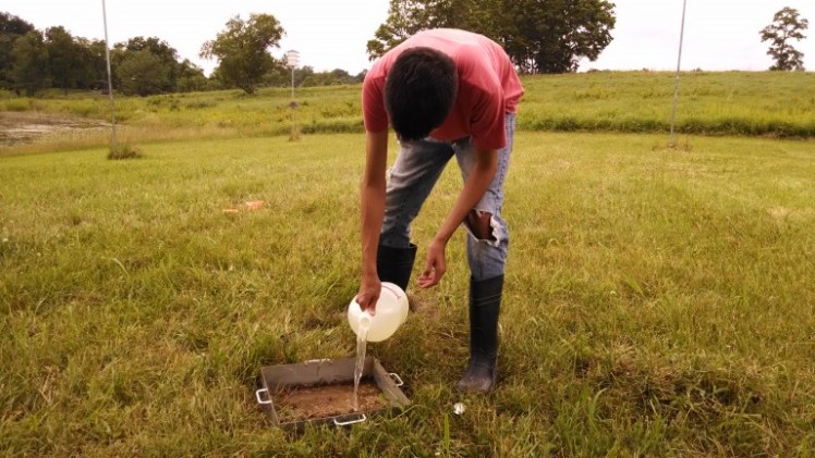 Jorge, an undergraduate from the University of Puerto Rico-Mayagüez, demonstrating the hot mustard earthworm extraction method.