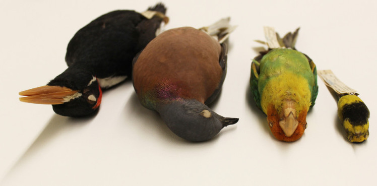 Species lost from the eastern forests of the U.S. – from left to right: Ivory-billed Woodpecker, Passenger Pigeon, Carolina Parakeet and Bachman’s Warbler. Alexander C. Lees ©Cornell University Museum of Vertebrates, Author provided