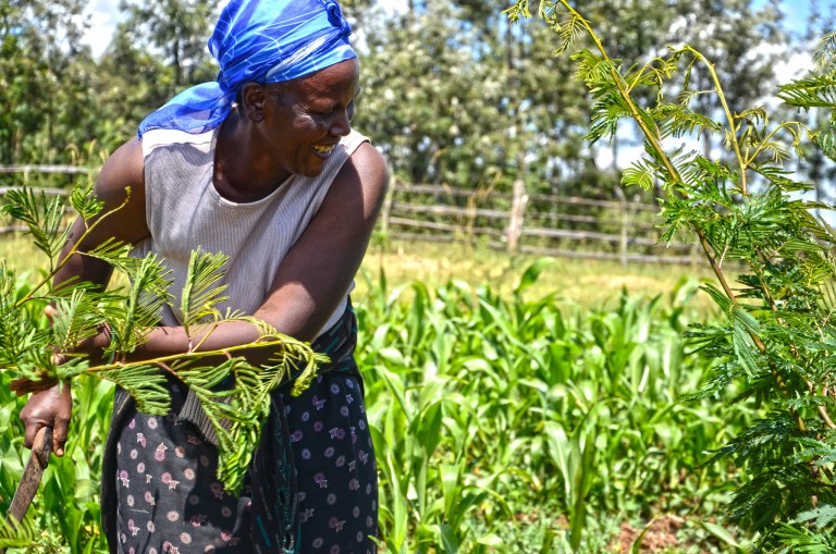 Rose Koech grows fodder trees, shrubs and grass for her dairy cattle on her farm in Kenya. Photo by Sherry Odeyo/ICRAF