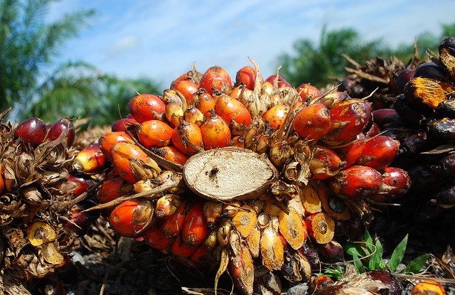 Oil palm fruits in Jambi, Indonesia. Iddy Farmer CIFOR