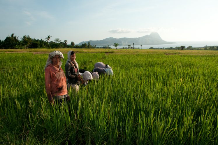 Weeding the rice fields at Dintor village