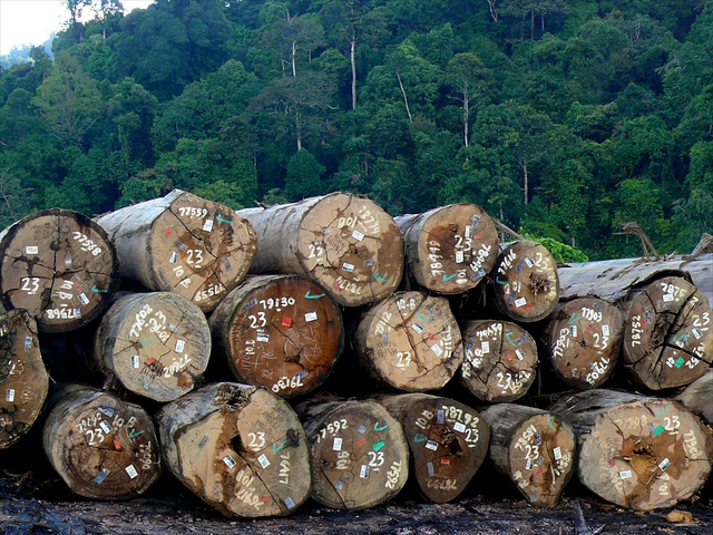 Certified timber in logs pond , East Kalimantan, Indonesia. Photo by CIFOR.