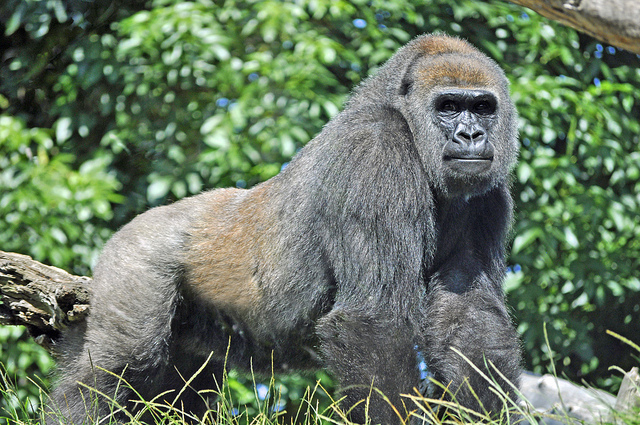 Western Lowland Gorilla (in captivity). Source: Heather Paul (Flickr). License available here.