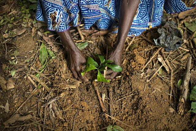 Planting Gnetum (okok), Cameroon. Photo by Ollivier Girard