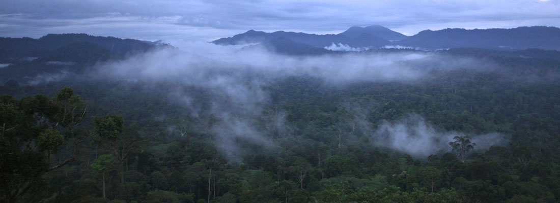 Danum Valley is a primary rainforest and home to an astonishing amount of interesting plants and animals. Photo by CIFOR.