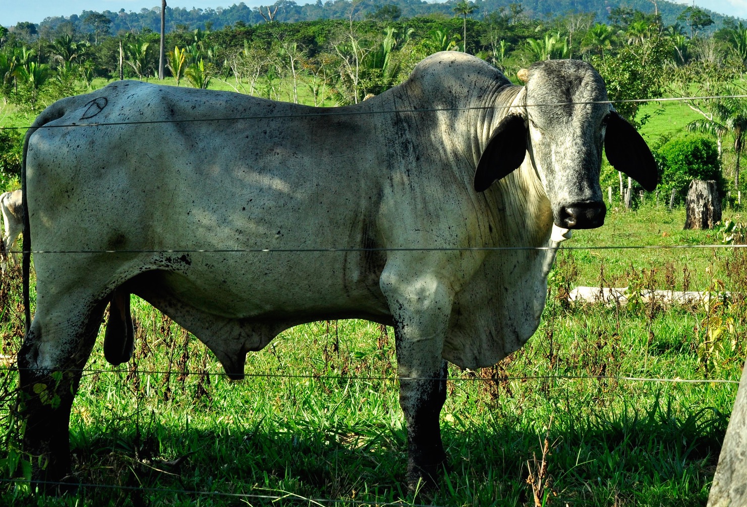 ranching-where-exceptional-beef-begins-agri-beef